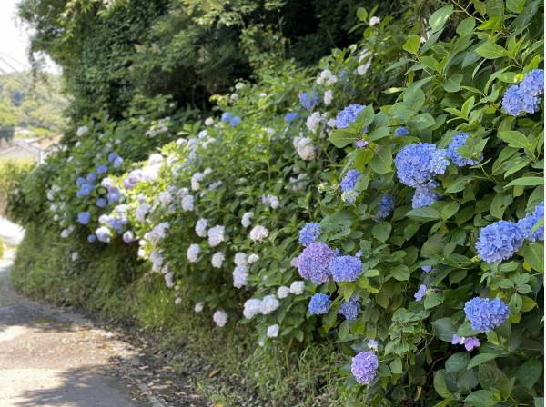 紫陽花を横目に現地へ…約100ｍ