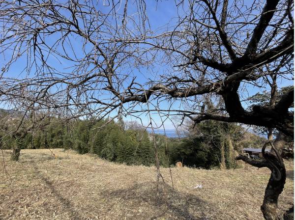 隣地境にある枝垂桜、ご近所からも「とても素敵ですよ♪」と聞きました。