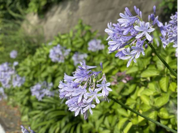 近くのお花