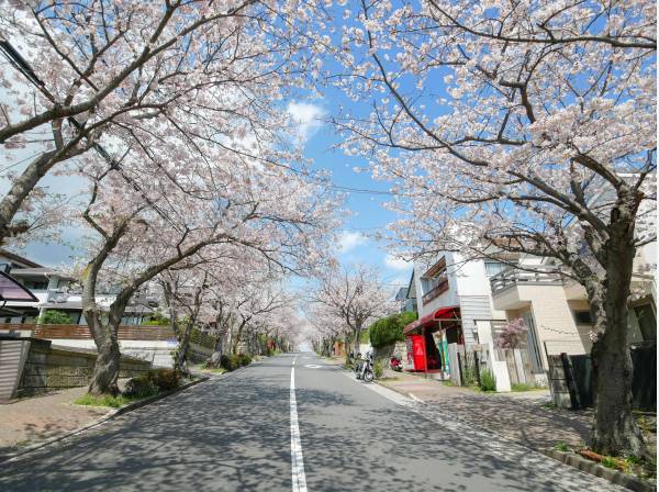 春には満開の桜のトンネルが現れます (約210ｍ)