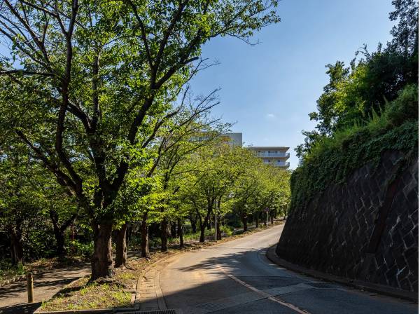 緑の街路樹をつたうように歩く駅への道のり