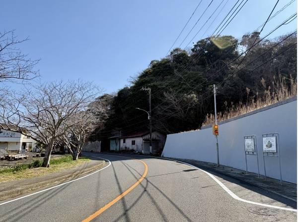前面道路には桜が植樹されております。春にはお花見をお楽しみいただけます
