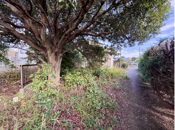 伐採後の引渡しになります。