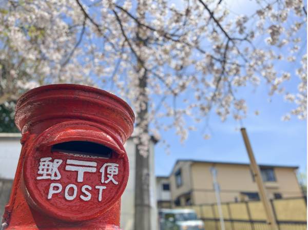 鎌倉山の桜並木 (約120ｍ)