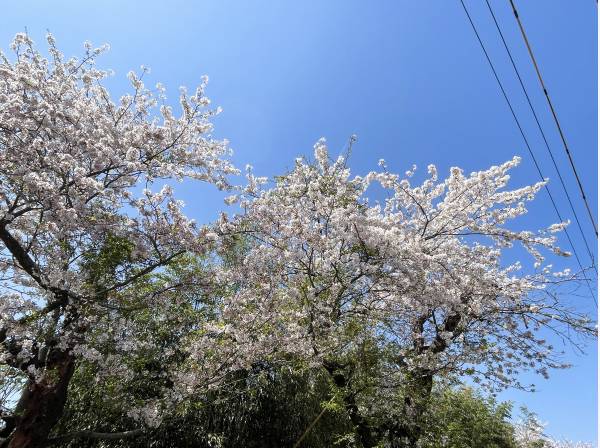 春には目の前に桜が咲き誇ります