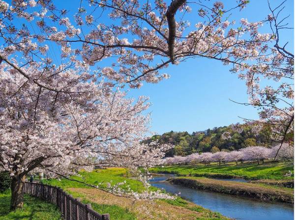 桜が美しい引地川親水公園まで自転車で5分 (約1.4㎞)