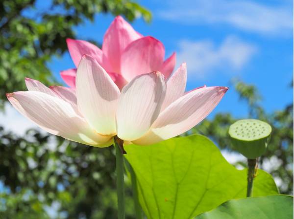 日比谷花壇 大船フラワーセンターまで自転車で5分（約1.5km）