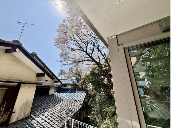 家の隣には桜が咲いております。