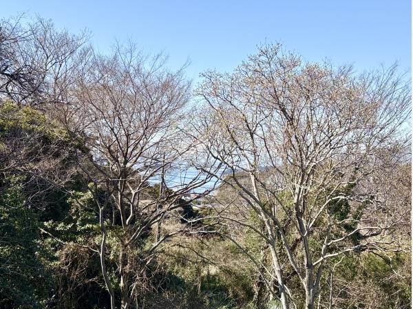 木々の間から、富士山と海を眺望できます