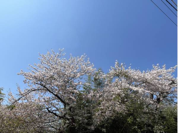 春には目の前に桜が咲き誇ります