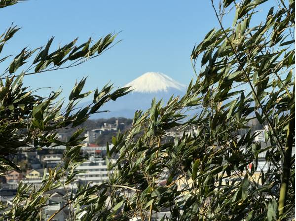 竹越しに望む、凛とした富士